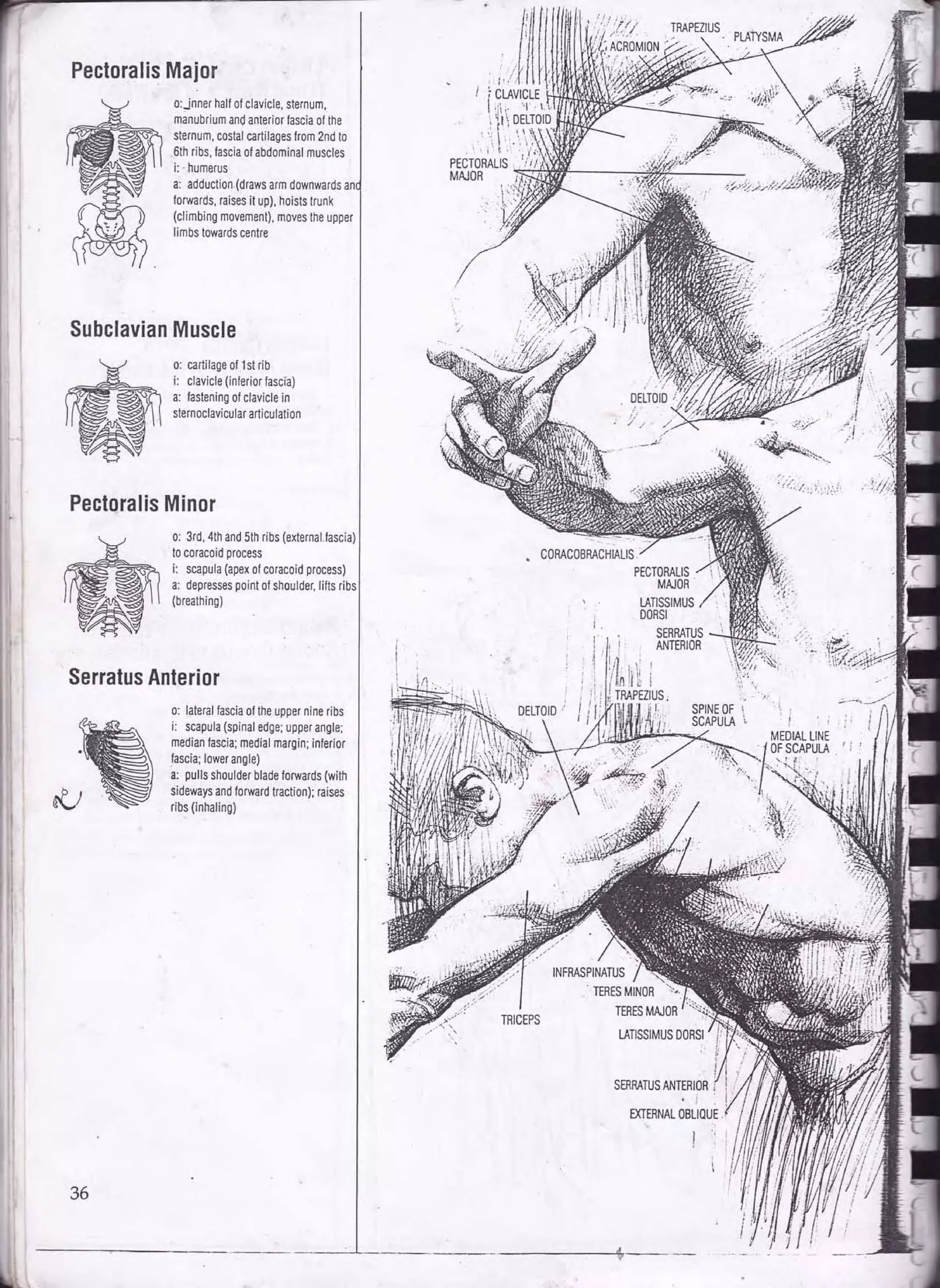 Drawing Human Anatomy By Giovanni Civardi – Trade Paperback, Illustrated, 1995