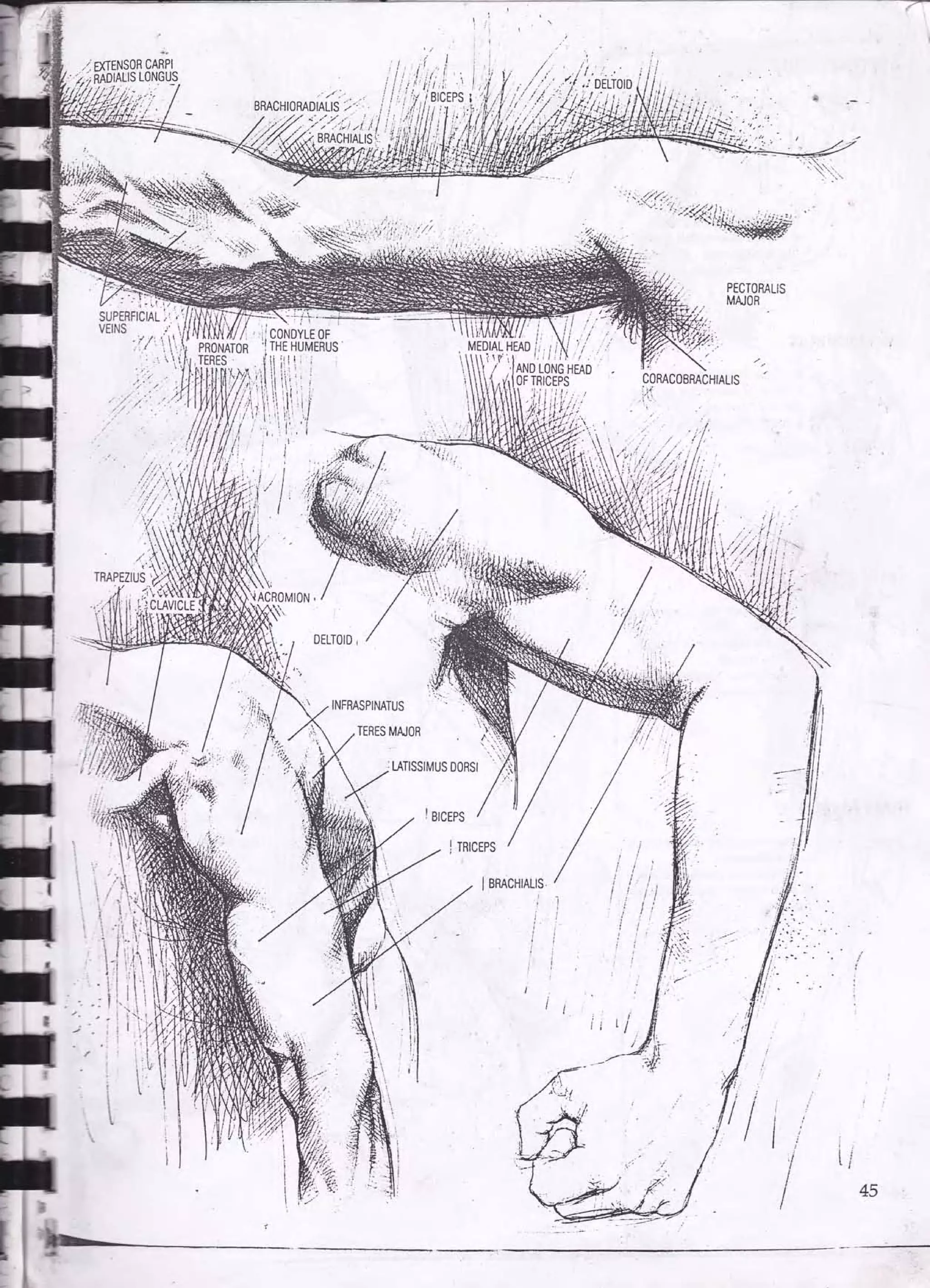 Drawing human anatomy by giovanni civardi | PDF