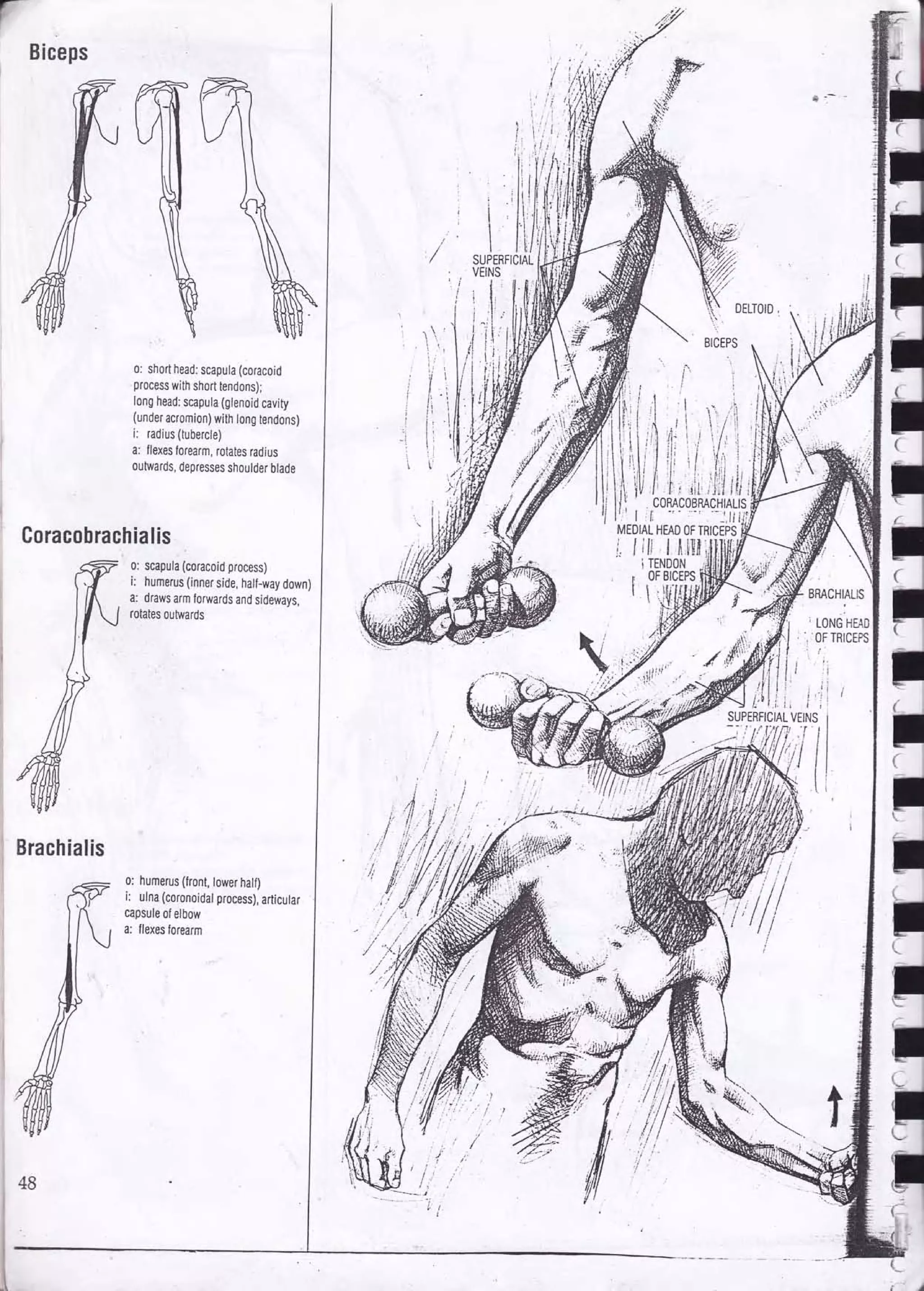 Drawing human anatomy by giovanni civardi | PDF