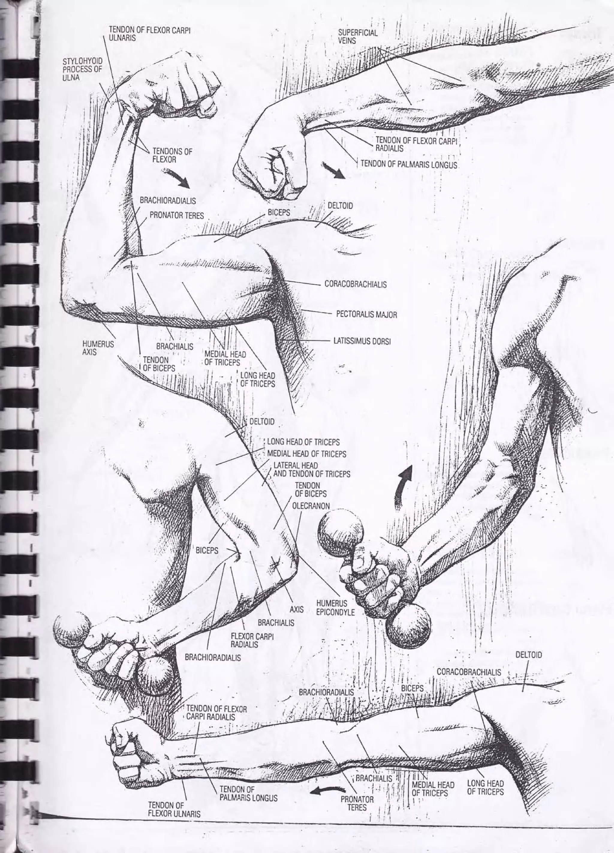 Drawing human anatomy by giovanni civardi | PDF