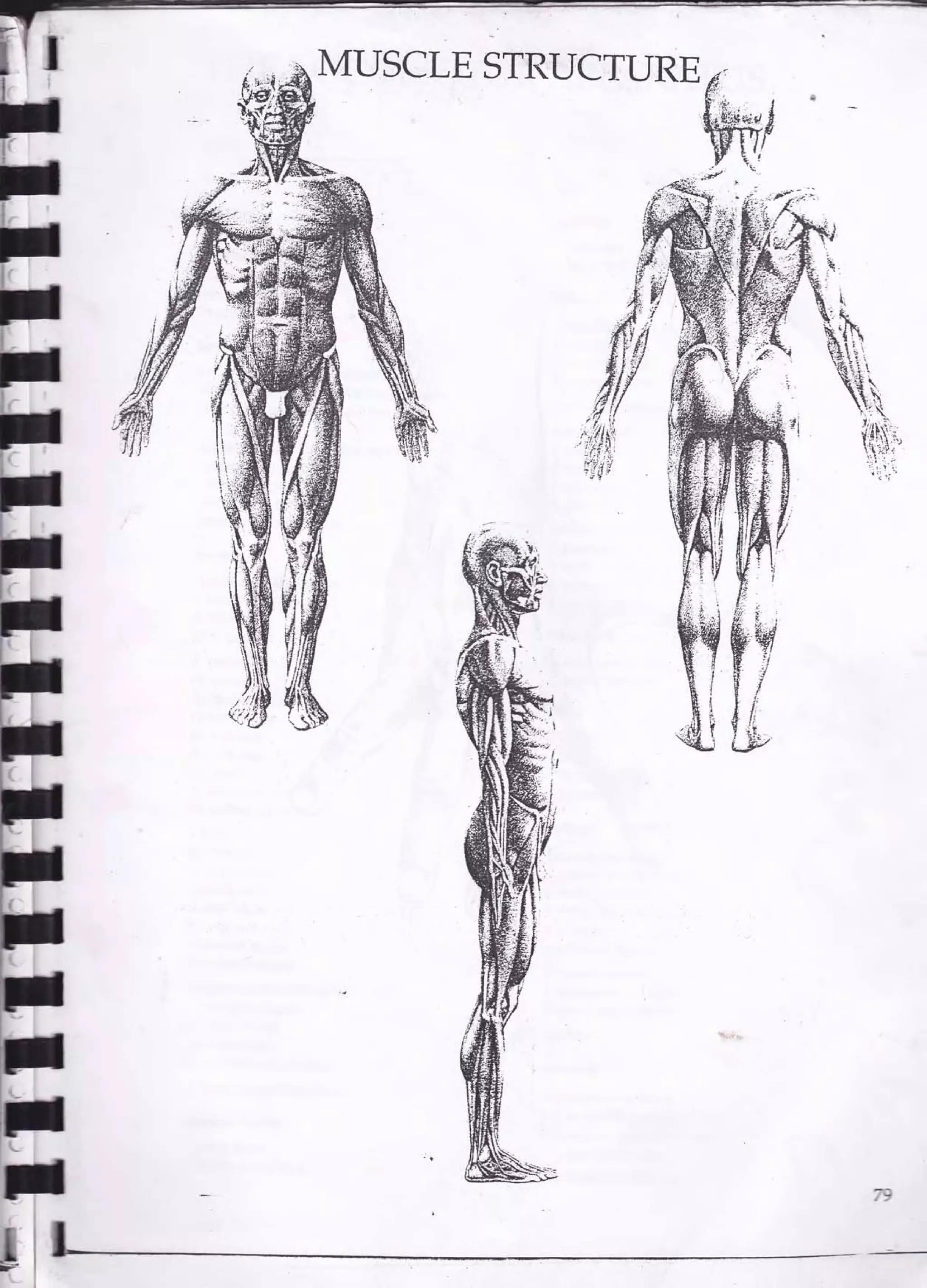 Drawing human anatomy by giovanni civardi | PDF