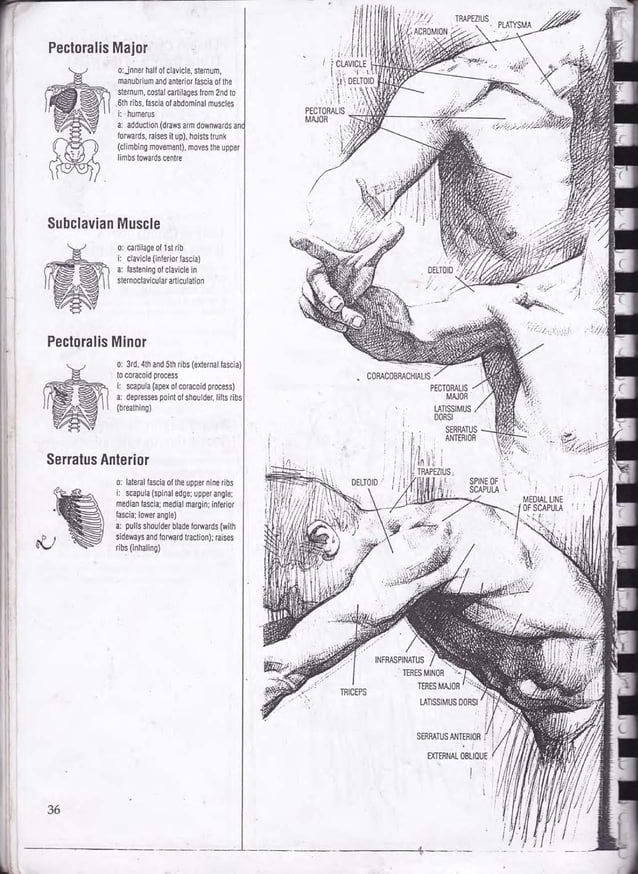 Drawing human anatomy by giovanni civardi | PDF