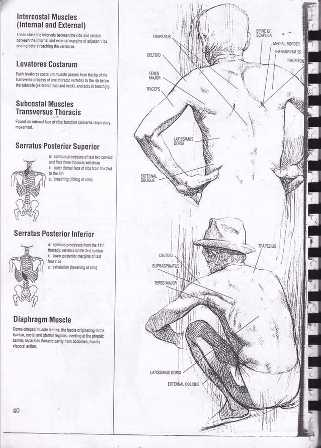 Drawing human anatomy by giovanni civardi | PDF