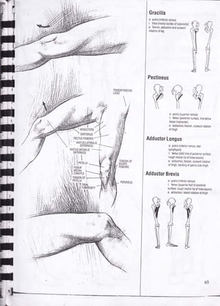 Drawing human anatomy by giovanni civardi | PDF