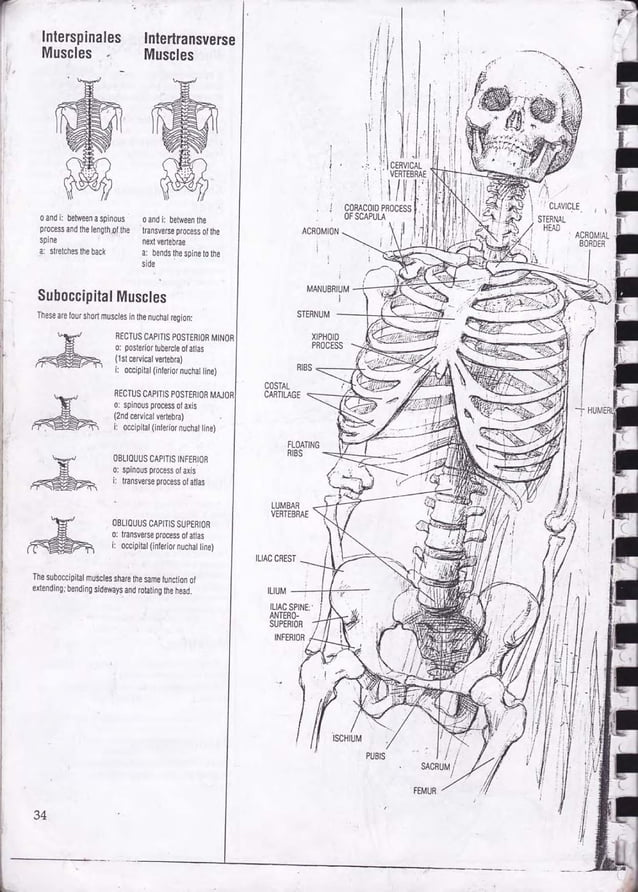 Drawing human anatomy by giovanni civardi
