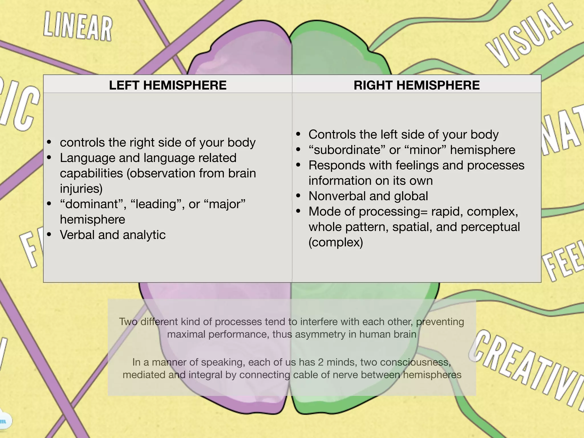 LEFT HEMISPHERE RIGHT HEMISPHERE
• controls the right side of your body

• Language and language related
capabilities (observation from brain
injuries)

• “dominant”, “leading”, or “major”
hemisphere

• Verbal and analytic
• Controls the left side of your body

• “subordinate” or “minor” hemisphere

• Responds with feelings and processes
information on its own

• Nonverbal and global

• Mode of processing= rapid, complex,
whole pattern, spatial, and perceptual
(complex)
Two diﬀerent kind of processes tend to interfere with each other, preventing
maximal performance, thus asymmetry in human brain

In a manner of speaking, each of us has 2 minds, two consciousness,
mediated and integral by connecting cable of nerve between hemispheres
 