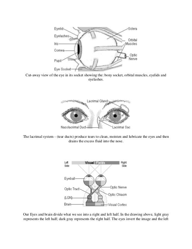 Diagram Of The Eye Socket Gallery - How To Guide And Refrence