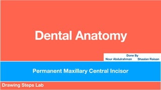 Dental Anatomy
Drawing Steps Lab
Permanent Maxillary Central Incisor
Done By
Nour Abdulrahman Shaalan Raisan
 