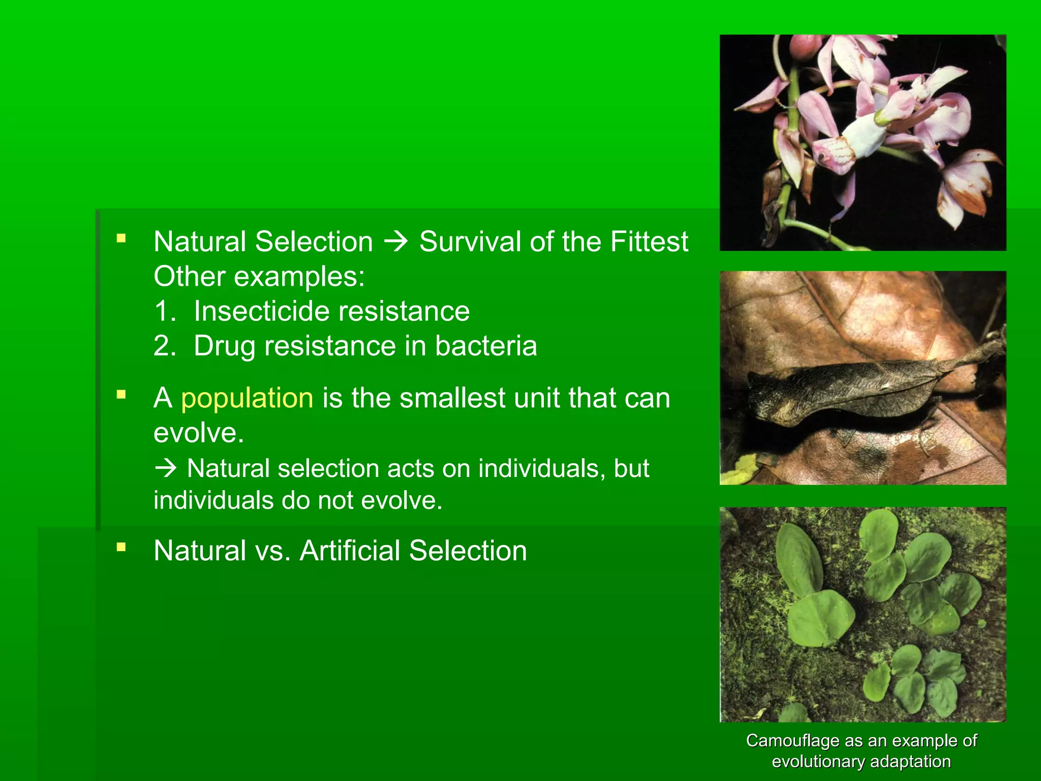  Natural Selection  Survival of the Fittest
Other examples:
1. Insecticide resistance
2. Drug resistance in bacteria
 A population is the smallest unit that can
evolve.
 Natural selection acts on individuals, but
individuals do not evolve.
 Natural vs. Artificial Selection
Camouflage as an example ofCamouflage as an example of
evolutionary adaptationevolutionary adaptation
 