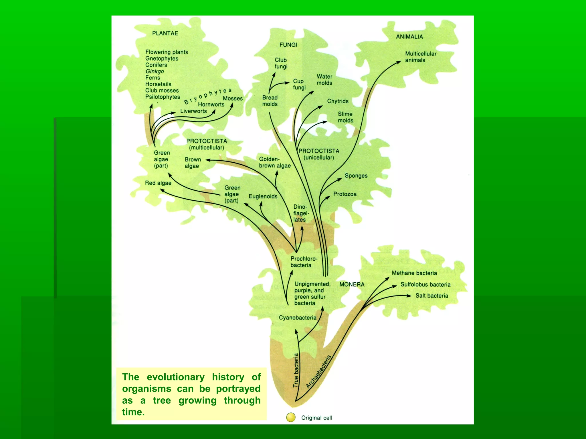 The evolutionary history of
organisms can be portrayed
as a tree growing through
time.
 