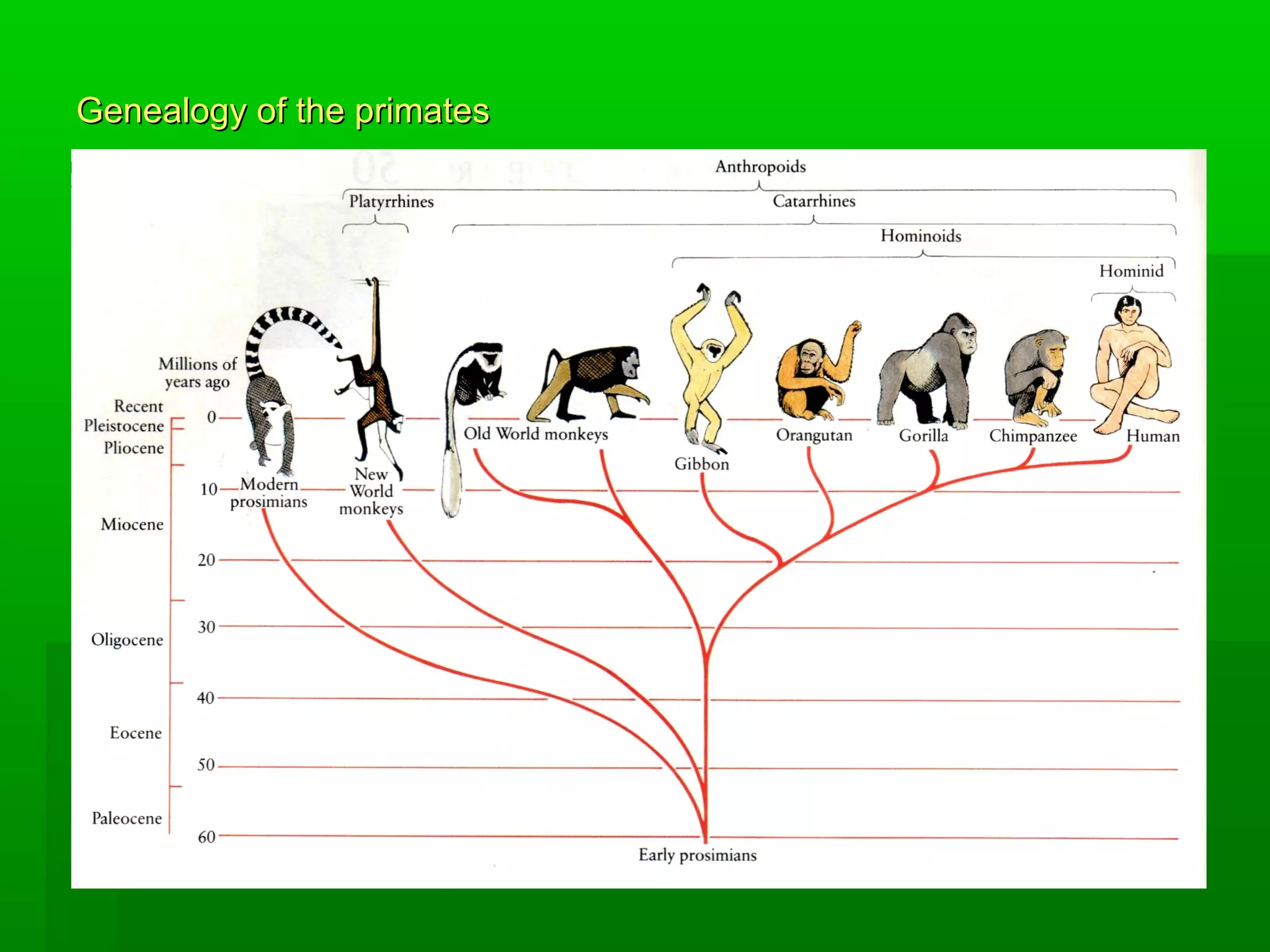Genealogy of the primatesGenealogy of the primates
 