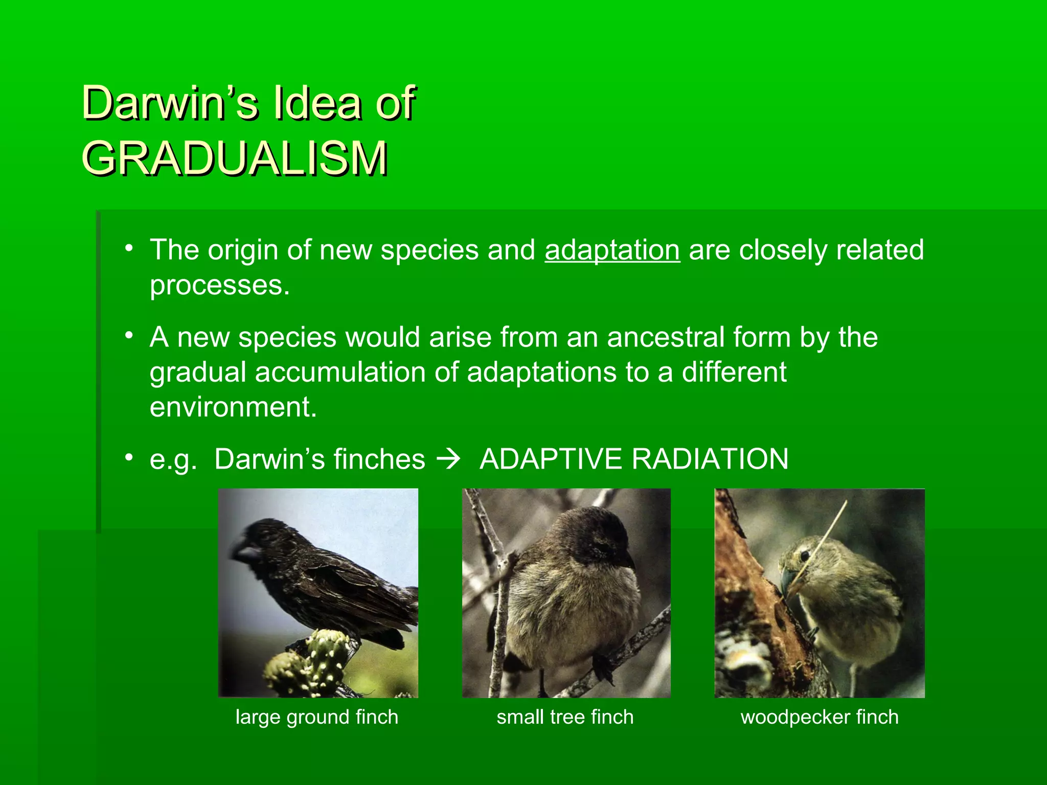 Darwin’s Idea ofDarwin’s Idea of
GRADUALISMGRADUALISM
• The origin of new species and adaptation are closely related
processes.
• A new species would arise from an ancestral form by the
gradual accumulation of adaptations to a different
environment.
• e.g. Darwin’s finches  ADAPTIVE RADIATION
large ground finch small tree finch woodpecker finch
 