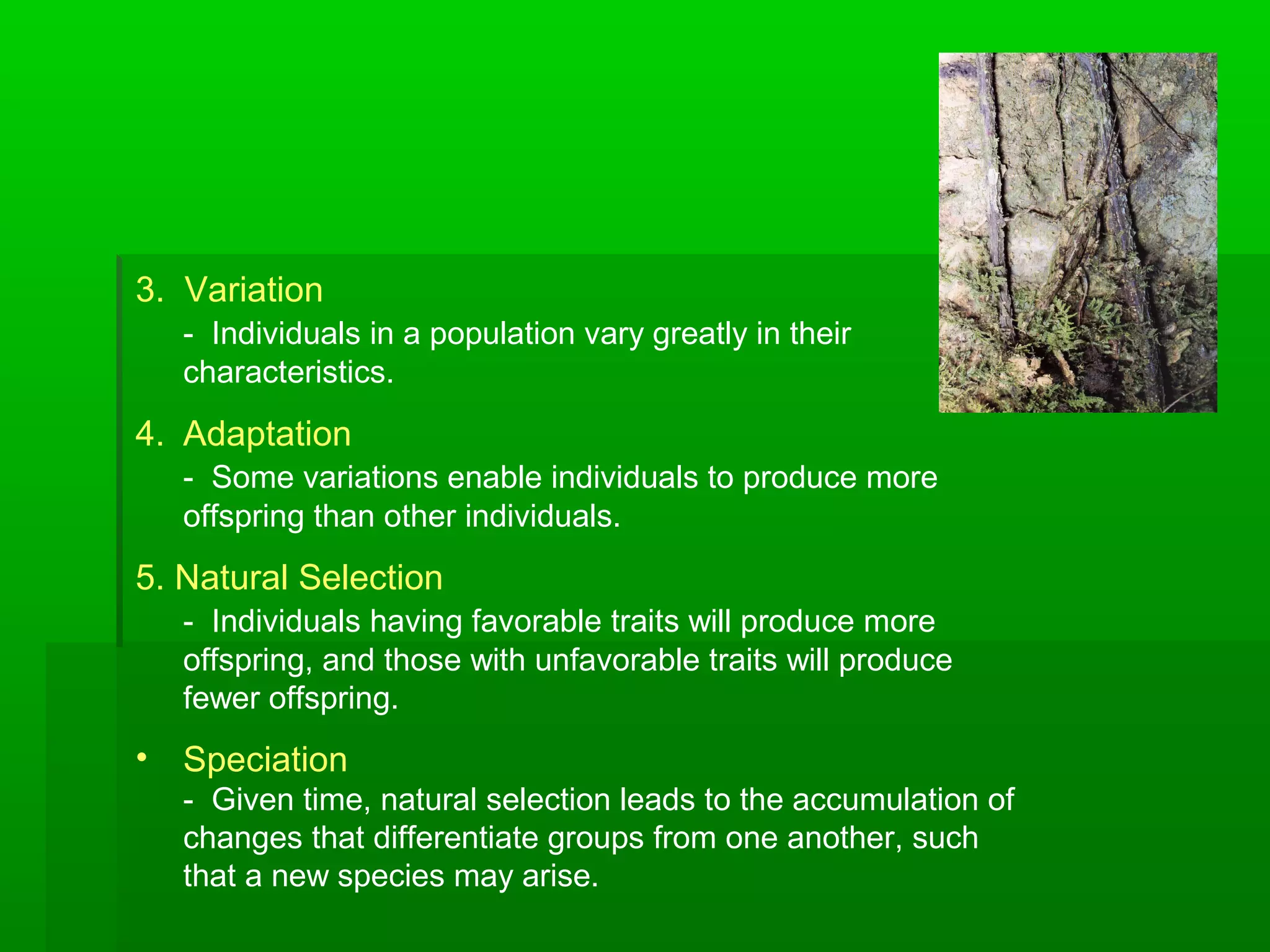3. Variation
- Individuals in a population vary greatly in their
characteristics.
4. Adaptation
- Some variations enable individuals to produce more
offspring than other individuals.
5. Natural Selection
- Individuals having favorable traits will produce more
offspring, and those with unfavorable traits will produce
fewer offspring.
• Speciation
- Given time, natural selection leads to the accumulation of
changes that differentiate groups from one another, such
that a new species may arise.
 