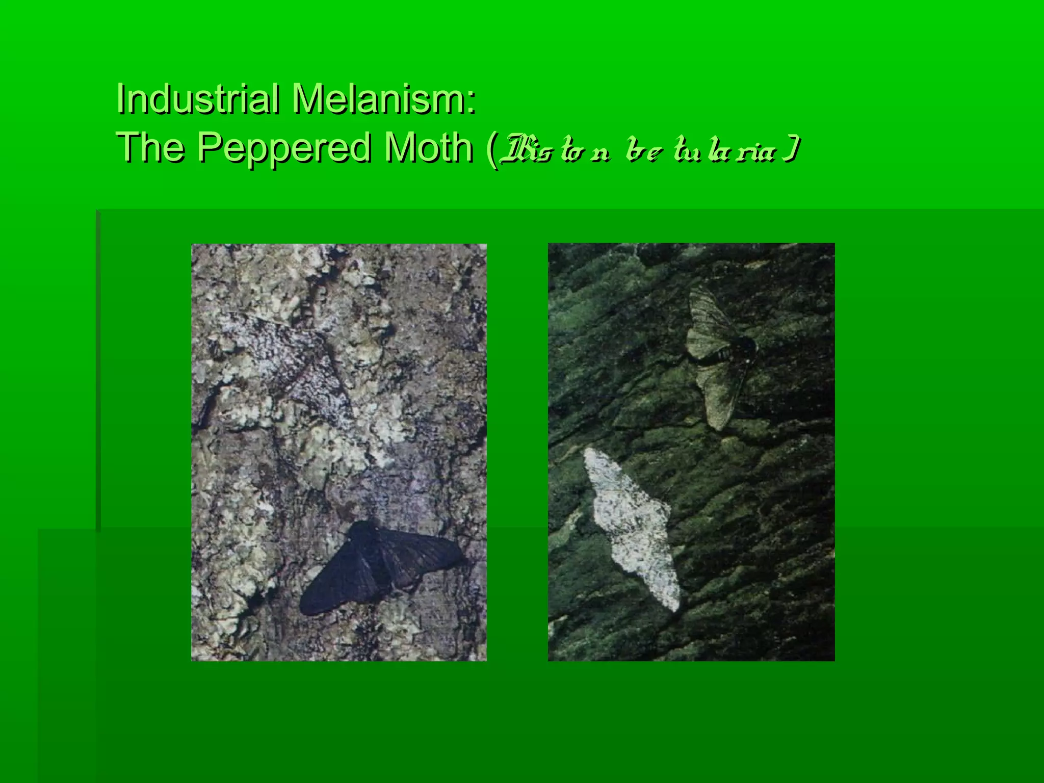 Industrial Melanism:Industrial Melanism:
The Peppered Moth (The Peppered Moth (Bisto n be tularia)Bisto n be tularia)
 