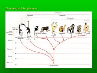 Genealogy of the primatesGenealogy of the primates
 