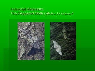 Industrial Melanism:Industrial Melanism:
The Peppered Moth (The Peppered Moth (Bisto n be tularia)Bisto n be tularia)
 