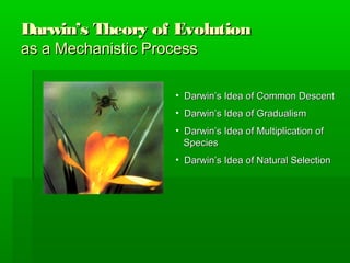 Darwin’s Theory of EvolutionDarwin’s Theory of Evolution
as a Mechanistic Processas a Mechanistic Process
• Darwin’s Idea of Common DescentDarwin’s Idea of Common Descent
• Darwin’s Idea of GradualismDarwin’s Idea of Gradualism
• Darwin’s Idea of Multiplication ofDarwin’s Idea of Multiplication of
SpeciesSpecies
• Darwin’s Idea of Natural SelectionDarwin’s Idea of Natural Selection
 