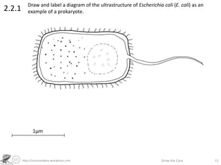 http://sciencevideos.wordpress.com Draw the Core 11
2.2.1
Draw and label a diagram of the ultrastructure of Escherichia coli (E. coli) as an
example of a prokaryote.
1µm
 