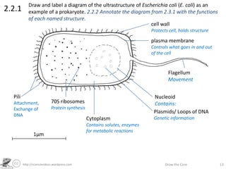 http://sciencevideos.wordpress.com Draw the Core 13
2.2.1
Draw and label a diagram of the ultrastructure of Escherichia coli (E. coli) as an
example of a prokaryote. 2.2.2 Annotate the diagram from 2.3.1 with the functions
of each named structure.
1µm
cell wall
Protects cell, holds structure
plasma membrane
Controls what goes in and out
of the cell
Flagellum
Movement
Pili
Attachment,
Exchange of
DNA
70S ribosomes
Protein synthesis
Cytoplasm
Contains solutes, enzymes
for metabolic reactions
Nucleoid
Contains:
Plasmids/ Loops of DNA
Genetic information
 