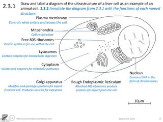 http://sciencevideos.wordpress.com Draw the Core 17
2.3.1
Draw and label a diagram of the ultrastructure of a liver cell as an example of an
animal cell. 2.3.2 Annotate the diagram from 2.3.1 with the functions of each named
structure.
10µm
Plasma membrane
Controls what enters and leaves the cell
Mitochondria
Cell respiration
Free 80S ribosomes
Protein synthesis for use within the cell
Lysosomes
Contain enzymes for intracellular digestion
Cytoplasm
Solutes and enzymes for metabolic pathways
Golgi apparatus
Modifies and packages proteins for export
from the cell. Produces vesicles for exocytosis
Rough Endoplasmic Reticulum
Attached 80S ribosomes produce
proteins for export from the cell
Nucleus
Contains DNA in the
form of chromosomes
 