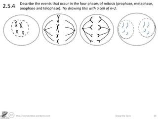 http://sciencevideos.wordpress.com Draw the Core 19
2.5.4
Describe the events that occur in the four phases of mitosis (prophase, metaphase,
anaphase and telophase). Try drawing this with a cell of n=2.
 