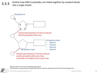 http://sciencevideos.wordpress.com Draw the Core 26
3.3.3 Outline how DNA nucleotides are linked together by covalent bonds
into a single strand.
Diagrams taken from the online IB Biology subject guide:
http://xmltwo.ibo.org/publications/migrated/production-app2.ibo.org/publication/7/part/2/chapter/4/page/3.html
Phosphate ion
Deoxyribose sugar
Nitrogenous base:
• Adenine
• Thymine
• Guanine
• Cytosine
1
23
4
5
Covalent bond between C3 of one molecule
and the phosphate of the next
Covalent bond between C3 of one molecule
and the phosphate of the next. New
nucleotides are added to the C3 each time.
 