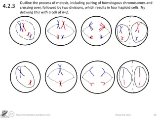 http://sciencevideos.wordpress.com Draw the Core 33
4.2.3
Outline the process of meiosis, including pairing of homologous chromosomes and
crossing over, followed by two divisions, which results in four haploid cells. Try
drawing this with a cell of n=2.
 