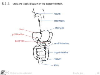 http://sciencevideos.wordpress.com Draw the Core 46
6.1.4 Draw and label a diagram of the digestive system.
mouth
esophagus
stomach
small intestine
large intestine
rectum
liver
gall bladder
pancreas
anus
 