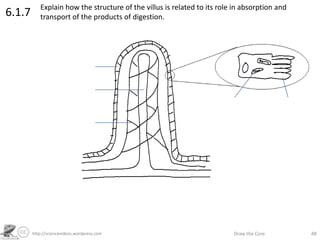 http://sciencevideos.wordpress.com Draw the Core 48
6.1.7 Explain how the structure of the villus is related to its role in absorption and
transport of the products of digestion.
 