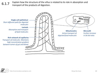 http://sciencevideos.wordpress.com Draw the Core 49
6.1.7 Explain how the structure of the villus is related to its role in absorption and
transport of the products of digestion.
Single-cell epithelium
Short diffusion path for digested
molecules
Lacteals
Absorption and transport
of lipid molecules
Rich network of capillaries
Transport of molecules. Maintains
high concentration gradient
between lumen of gut and blood.
Mitochondria
Active transport of
digested food molecules
Microvilli
Further increase
in SA:Vol ratio
 