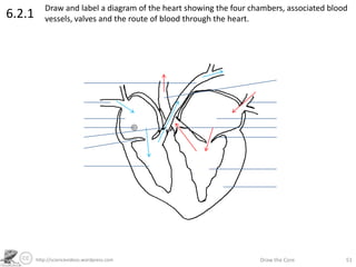 http://sciencevideos.wordpress.com Draw the Core 51
6.2.1 Draw and label a diagram of the heart showing the four chambers, associated blood
vessels, valves and the route of blood through the heart.
 
