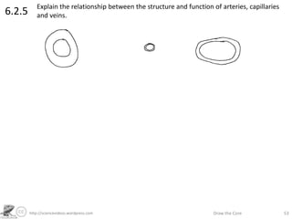 http://sciencevideos.wordpress.com Draw the Core 53
6.2.5 Explain the relationship between the structure and function of arteries, capillaries
and veins.
 