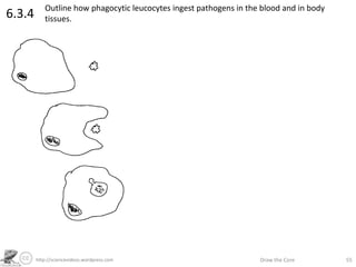 http://sciencevideos.wordpress.com Draw the Core 55
6.3.4 Outline how phagocytic leucocytes ingest pathogens in the blood and in body
tissues.
 