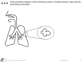 http://sciencevideos.wordpress.com Draw the Core 59
6.4.4 Draw and label a diagram of the ventilation system, including trachea, lungs, bronchi,
bronchioles and alveoli.
 