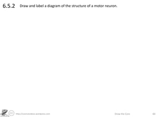 http://sciencevideos.wordpress.com Draw the Core 60
6.5.2 Draw and label a diagram of the structure of a motor neuron.
 