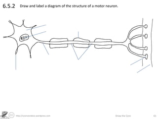 http://sciencevideos.wordpress.com Draw the Core 61
6.5.2 Draw and label a diagram of the structure of a motor neuron.
 