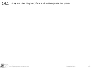 http://sciencevideos.wordpress.com Draw the Core 63
6.6.1 Draw and label diagrams of the adult male reproductive system.
 