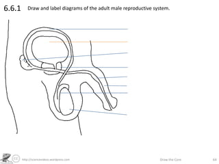 http://sciencevideos.wordpress.com Draw the Core 64
6.6.1 Draw and label diagrams of the adult male reproductive system.
 