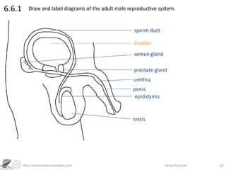 http://sciencevideos.wordpress.com Draw the Core 65
6.6.1 Draw and label diagrams of the adult male reproductive system.
sperm duct
bladder
semen gland
prostate gland
urethra
epididymis
penis
testis
 