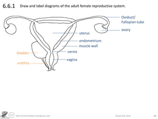 http://sciencevideos.wordpress.com Draw the Core 68
6.6.1 Draw and label diagrams of the adult female reproductive system.
vagina
cervix
muscle wall
endometrium
uterus
ovary
Oviduct/
Fallopian tube
bladder
urethra
 