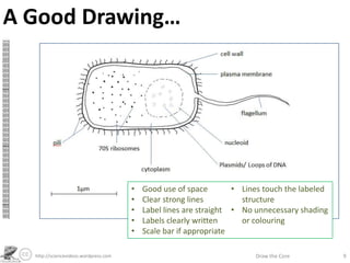 A Good Drawing…
http://sciencevideos.wordpress.com Draw the Core 9
• Good use of space
• Clear strong lines
• Label lines are straight
• Labels clearly written
• Scale bar if appropriate
• Lines touch the labeled
structure
• No unnecessary shading
or colouring
 