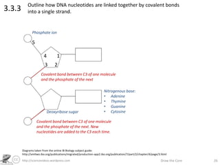 http://sciencevideos.wordpress.com Draw the Core 26
3.3.3 Outline how DNA nucleotides are linked together by covalent bond...