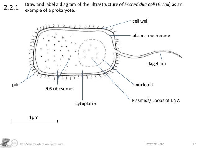 Http Sciencevideos Wordpress Com Draw The Core 122 2 1draw Http Sciencevideos Wordpress Com Draw The Core 122 2 1draw