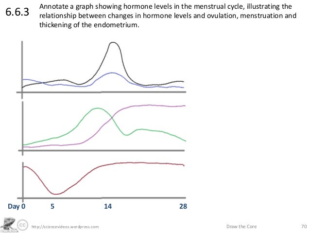http://sciencevideos.wordpress.com Draw the Core 706.6 ... endometrium diagram 