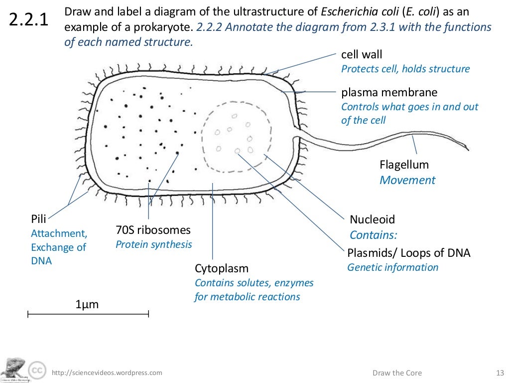 It's just a graphic of Dynamite E Coli Drawing This is an image of Dynamite E Coli Drawing