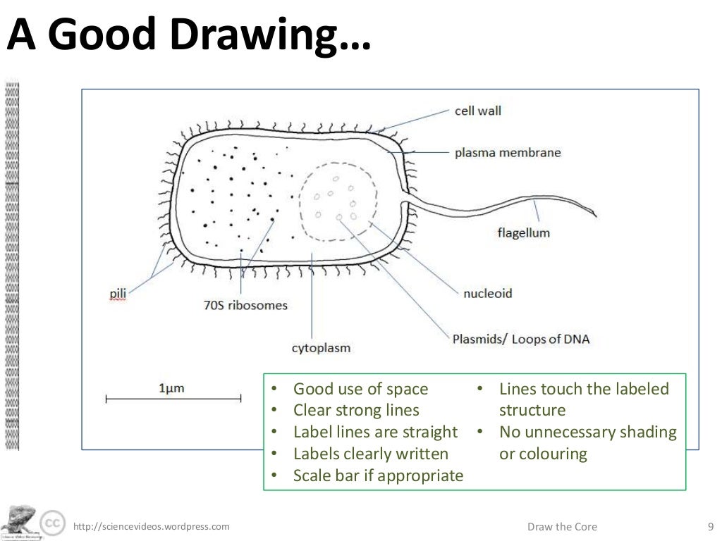 This is a scientific drawing I made of a paramecium. This