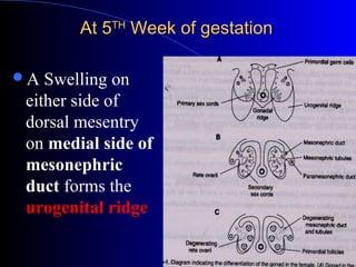 Rogenital Ridge Embryology and congenital anomalies of female reproductive system for ...
