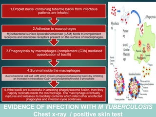 5.If the bacilli are successful in arresting phagolysosome fusion, then they
happily replicate inside the macrophage. The macrophage eventually
ruptures and releases its bacillary contents which infect other uninfected
phagocytes and infection cycle continues.
4.Survival inside the macrophages
due to bacterial cell wall LAM which impairs phagosomelysosome fusion by inhibiting
an increase in intracellular Ca2+ and phosphatidylinositol 3-phosphate
3.Phagocytosis by macrophages (complement (C3b) mediated
opsonization of bacilli)
2.Adhesion to macrophages
Mycobacterial surface lipoarabinomannan (LAM) binds to complement
receptors and mannose receptors present on the surface of macrophages.
1.Droplet nuclei containing tubercle bacilli from infectious
patients are inhaled.
EVIDENCE OF INFECTION WITH M TUBERCULOSIS
Chest x-ray / positive skin test
 