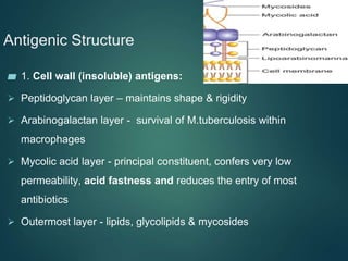 Antigenic Structure
▰ 1. Cell wall (insoluble) antigens:
 Peptidoglycan layer – maintains shape & rigidity
 Arabinogalactan layer - survival of M.tuberculosis within
macrophages
 Mycolic acid layer - principal constituent, confers very low
permeability, acid fastness and reduces the entry of most
antibiotics
 Outermost layer - lipids, glycolipids & mycosides
 