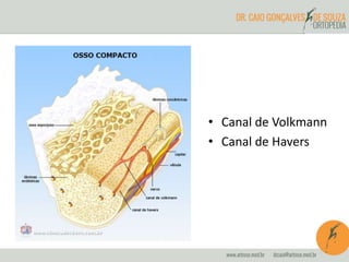 • Canal de Volkmann
• Canal de Havers
 